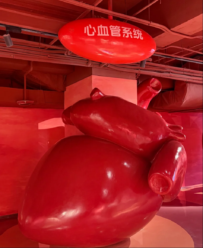 Cardiovascular system exhibit model within the dental health education exhibition