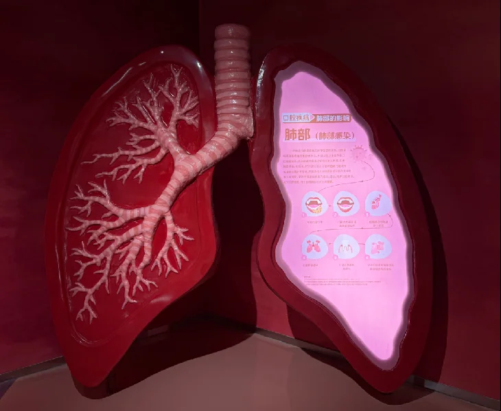 Lung and airway anatomy model with an educational information panel