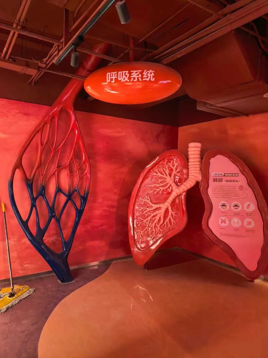 Respiratory system exhibit showing anatomical models in the health education environment