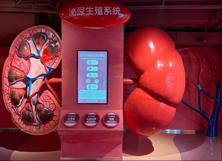 Anatomy exhibit with interactive information screen